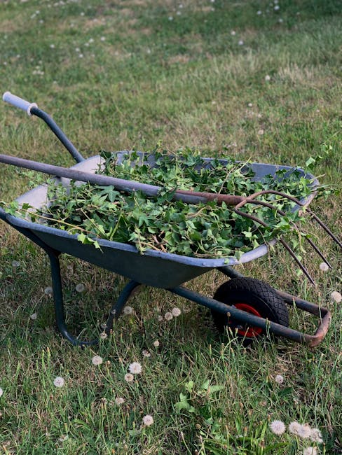 A green plastic wheelbarrow filled with freshly cut, leafy branches and plant trimmings sits on a grassy lawn. The grass appears lush and healthy, dotted with small white dandelion seed heads. The whe